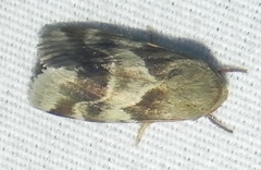 Schinia lynx