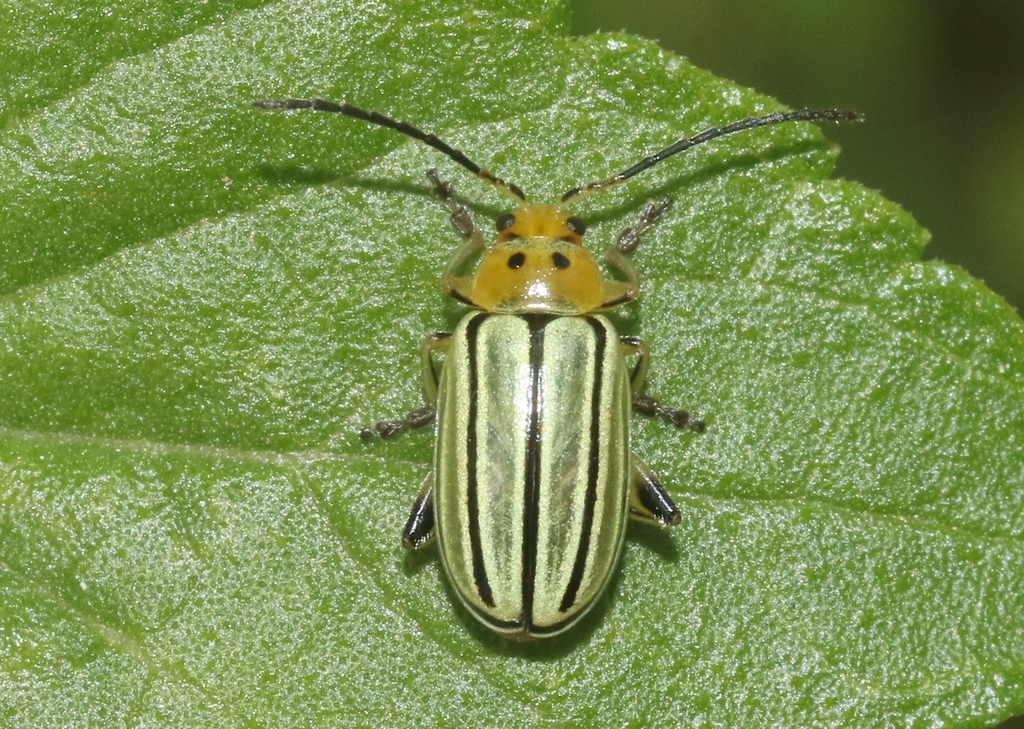 Disonycha tenuicornis