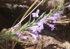 Hedeoma hyssopifolia