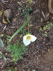 Calochortus subalpinus