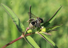 Triepeolus mexicanus