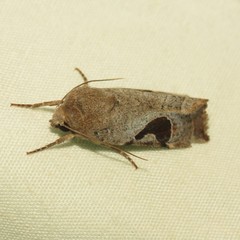 Hypotrix lunata