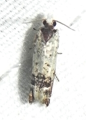 Eucosma ornatula