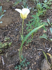 Calochortus subalpinus