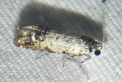 Eucosma ornatula