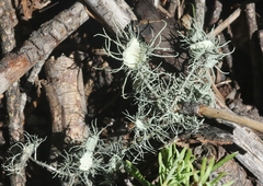 Usnea cirrosa