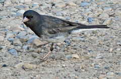 Junco hyemalis cismontanus