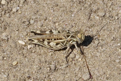 Dociostaurus brevicollis