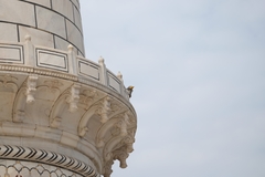 Neophron percnopterus