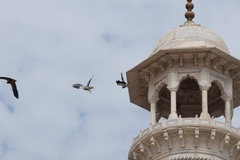 Neophron percnopterus