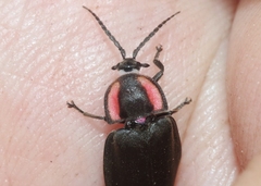 Ellychnia alexanderi