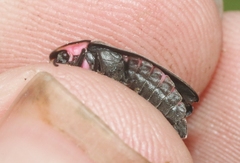 Ellychnia alexanderi