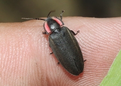 Ellychnia alexanderi