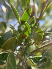 Araneus detrimentosus