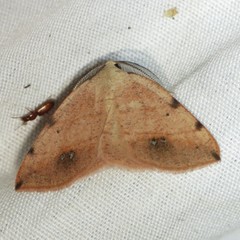 Drepanulatrix bifilata