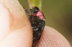 Ellychnia alexanderi