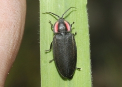 Ellychnia alexanderi