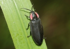 Ellychnia alexanderi