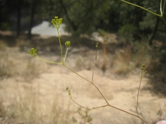 Bupleurum rigidum paniculatum