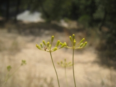 Bupleurum rigidum paniculatum