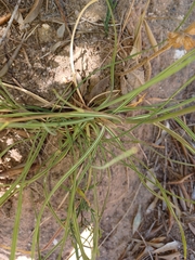 Bupleurum rigidum paniculatum