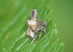 Pozonia