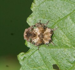 Pozonia