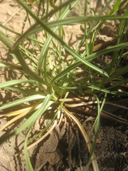 Bupleurum rigidum paniculatum