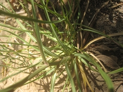 Bupleurum rigidum paniculatum