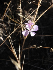 Clarkia dudleyana