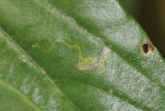 Stigmella rhamnella