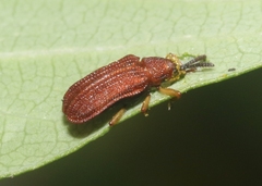 Baliosus ferrugineus