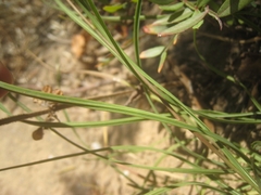 Bupleurum rigidum paniculatum