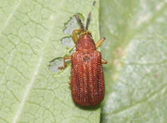 Baliosus ferrugineus