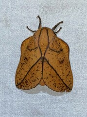Syssphinx bisecta