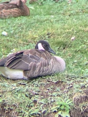 Branta canadensis