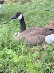 Branta canadensis