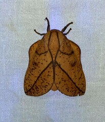 Syssphinx bisecta