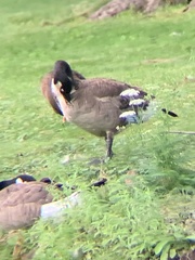 Branta canadensis