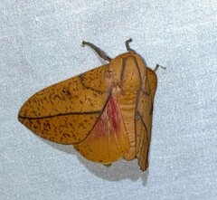 Syssphinx bisecta