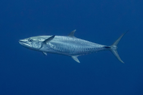 Narrow-banded Spanish Mackerel