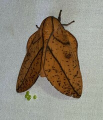 Syssphinx bisecta