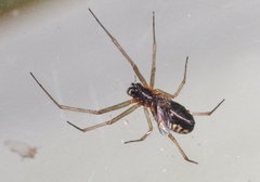 Frontinella huachuca