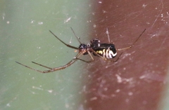 Frontinella huachuca