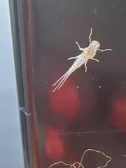 Maccaffertium terminatum