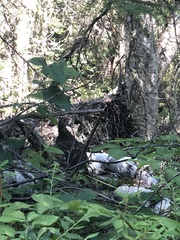 Canachites canadensis