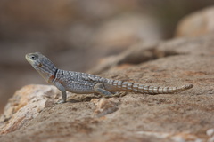 Oplurus cyclurus