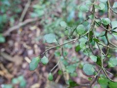 Melicytus micranthus