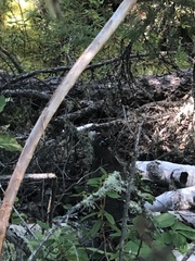 Canachites canadensis