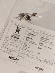 Coprinopsis pachyderma